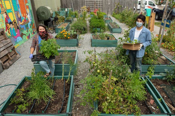 Community Gardens Adapt to the Pandemic - The New York Times